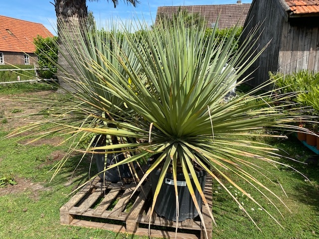 Yucca Nolina Nelsonii planthoogte ±120cm