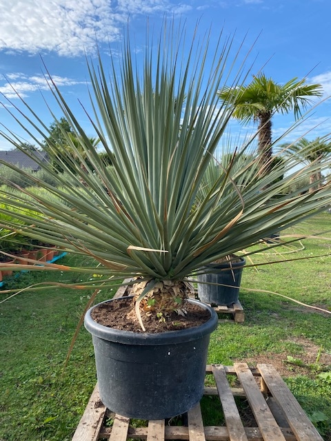 Yucca Nolina Nelsonii planthoogte ±130cm