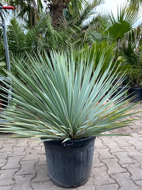 Yucca Rostrata  planthoogte ±60-65cm
