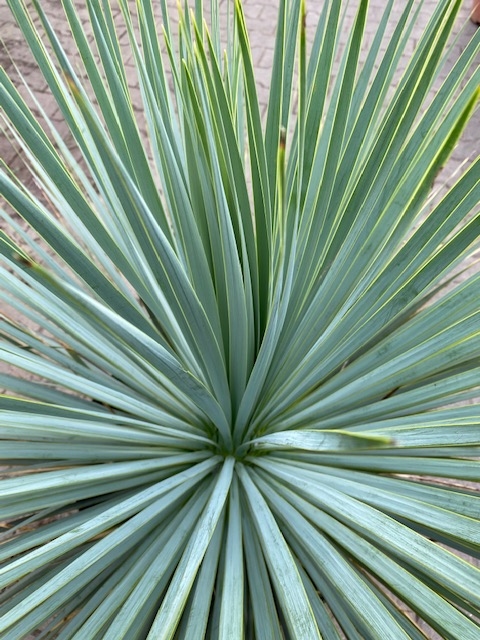 Yucca Rostrata  planthoogte ±60-65cm
