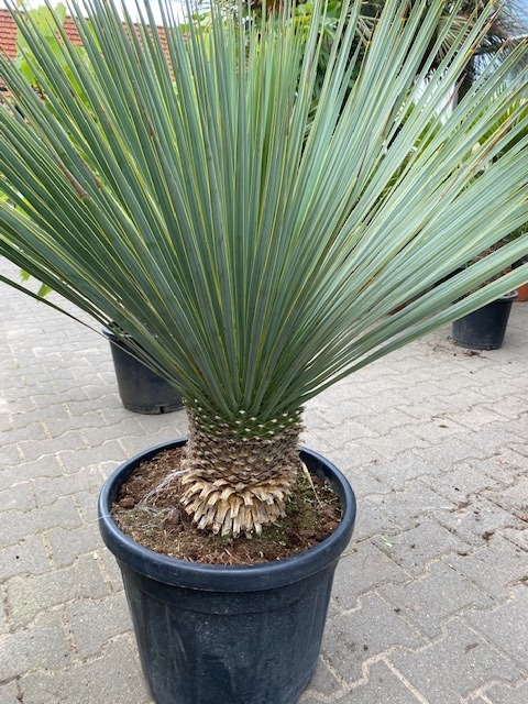 Yucca Rostrata planthoogte ± 80-90cm
