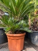 Cycas Revoluta 70-80cm planthoogte NR.F