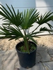 Trachycarpus wagnerianus ±10cm stamhoogte