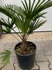 Trachycarpus wagnerianus ±15cm stamhoogte