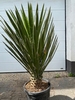 Yucca Filifera enkelstam