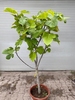 Vijgenboom Ficus Carica