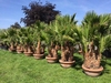 Washingtonia Robusta groep 5 stam in deco schaal