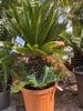 Cycas Revoluta70-80 cm planthoogte NR.A