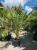 Phoenix Canariensis ±30cm stamdiameter