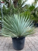 Yucca Rostrata planthoogte ±60-65cm