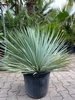 Yucca Rostrata  planthoogte ±60-65cm