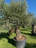 Olijfboom Olea Europaea BA53