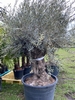 Olijfboom Olea Europaea BA-2