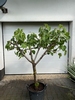 Vijgenboom Ficus Carica