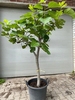 Vijgenboom Ficus Carica
