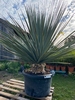 Yucca Nolina Nelsonii planthoogte ±130cm