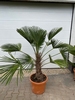 Trachycarpus Wagnerianus ±50 cm stamhoogte