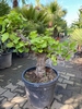 Druivenstam 80-100cm planthoogte