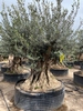 Olijfboom Olea Europaea BA-39