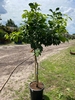 Citroenboom 140-150cm planthoogte