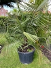 Jubaea Chilensis NR1. stamdiameter ± 30-35cm