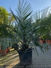 Jubaea Chilensis ± 25-30 cm stamdiameter