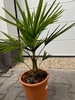 Trachycarpus fortunei