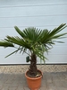 Trachycarpus fortunei ±30cm stamhoogte
