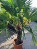 Trachycarpus Wagnerianus ±60cm stamhoogte