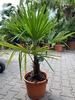 Trachycarpus fortunei ±20 cm stamhoogte