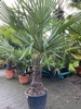 Trachycarpus fortunei ±35-40cm stamhoogte