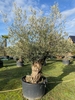 Olijfboom Olea Europaea BA-4V