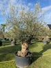 Olijfboom Olea Europaea BA-4