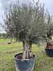 Olijfboom Olea Europaea BA-23