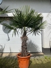 Trachycarpus fortunei ±70cm stamhoogte