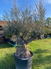Olijfboom Olea Europaea (geen nummer)