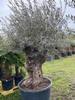 Olijfboom Olea Europaea BA-35
