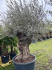 Olijfboom Olea Europaea BA-35