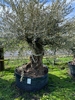 Olijfboom Olea Europaea NR23004