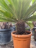Cycas Revoluta 70-80cm planthoogte NR.G