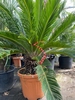 Cycas Revoluta 70-80cm planthoogte NR.H