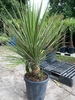 Yucca Filifera meerstammig 2-3 stam