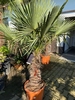 Trachycarpus fortunei ±60cm stamhoogte