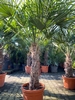 Trachycarpus fortunei ±80cm stamhoogte