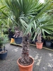 Trachycarpus fortunei ±90cm stamhoogte