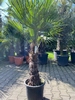 Trachycarpus fortunei ±50cm stamhoogte