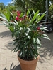 Nerium oleander struik