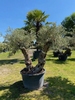 Olijfboom Olea europaea dubbelstam BL-14