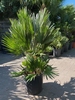 Chamaerops Vulcano 90cm planthoogte