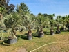 Butia Capitata 2-2,5 meter hoog